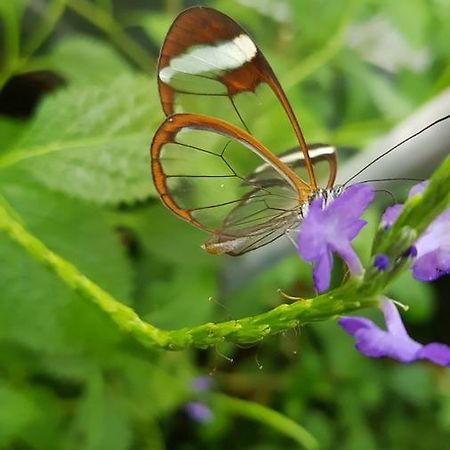 The Butterflies Wood House Villa Reshafim Екстериор снимка