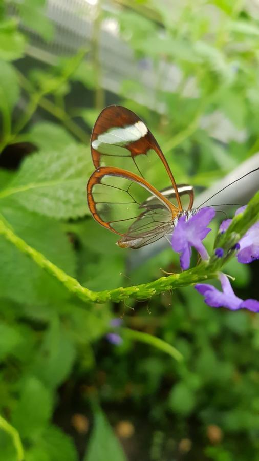 The Butterflies Wood House Villa Reshafim Екстериор снимка